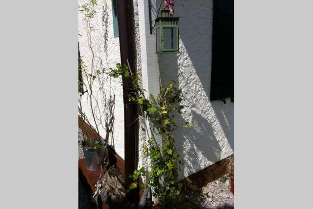 Haus Tulpe Strobl Exterior photo